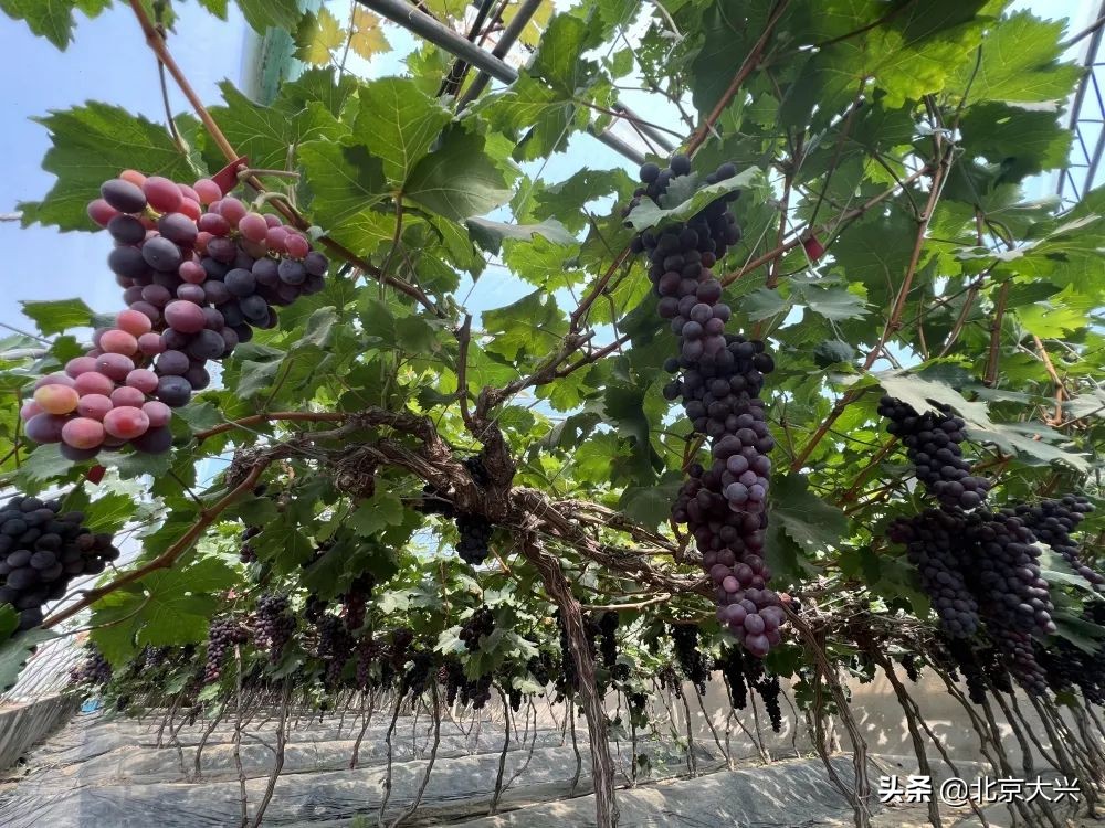 瓜果飘香正当时，大兴富硒水果“抢鲜”上市，快来品尝吧！