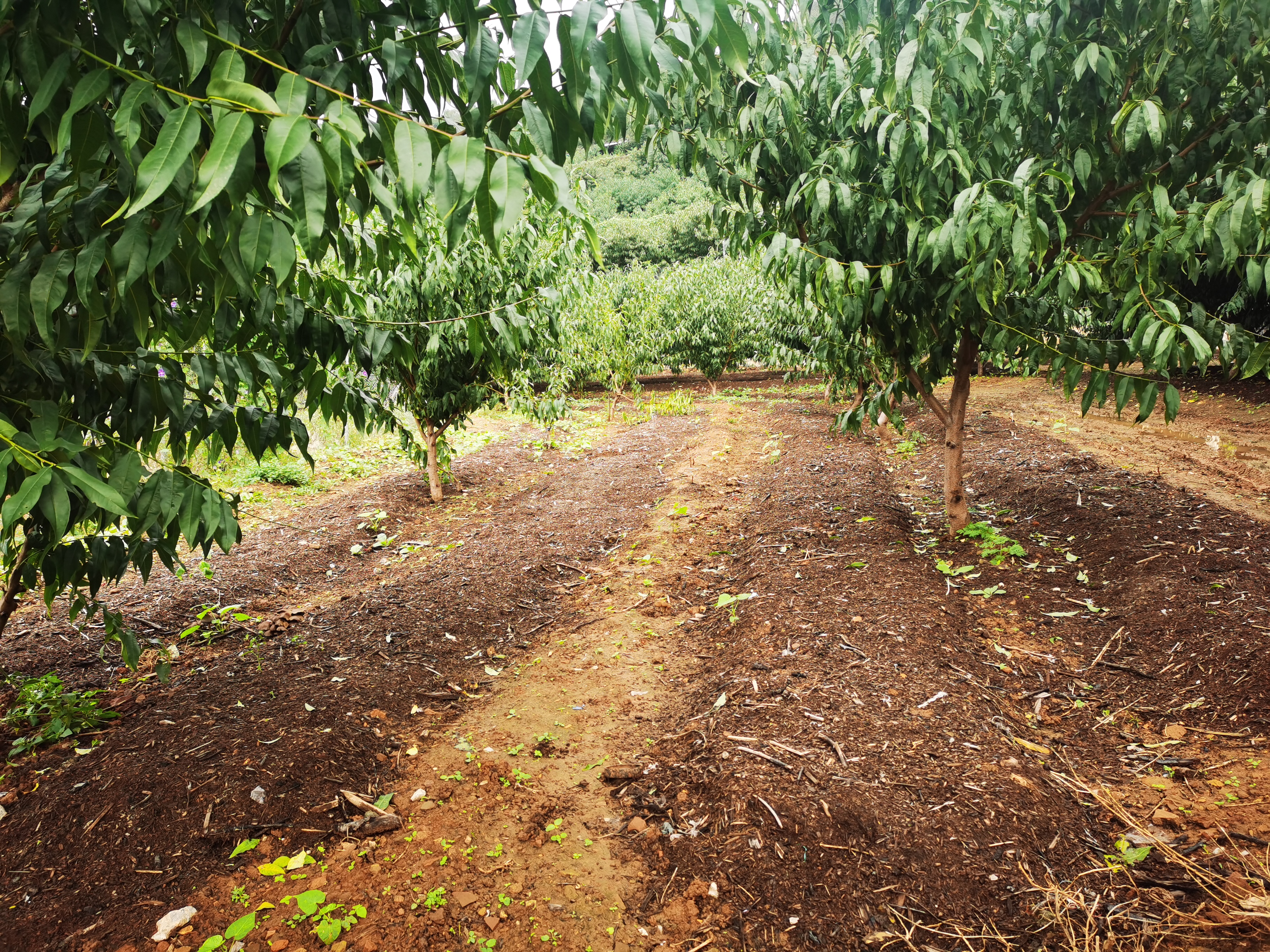 鲜桃季后收菌菇 平谷大华山镇种植赤松茸撑起“致富伞”