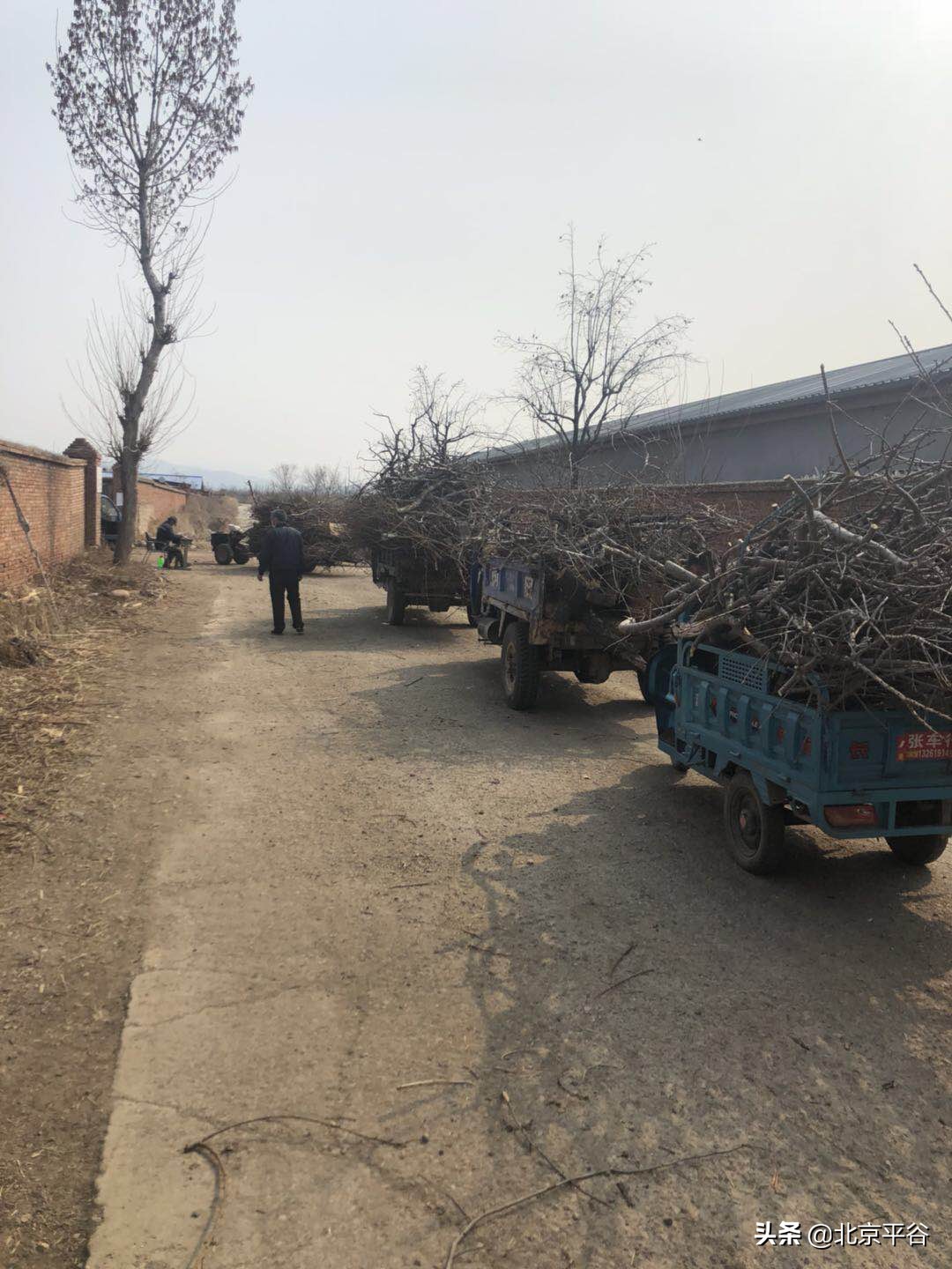 平谷金海湖镇三级联动清“四边”整治提升乡村环境