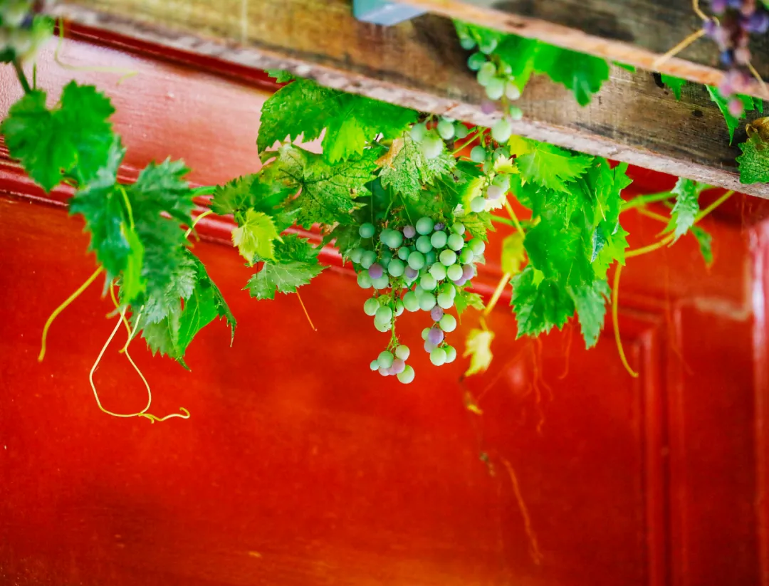 爱我东城 | 京味儿胡同里的“精致”生活