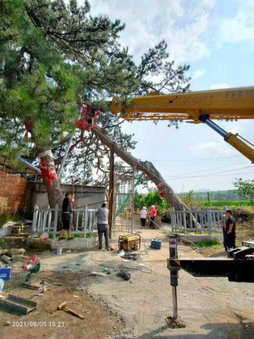 百年古树倾斜，“专家会诊”修复太师屯镇开展古树复壮工作