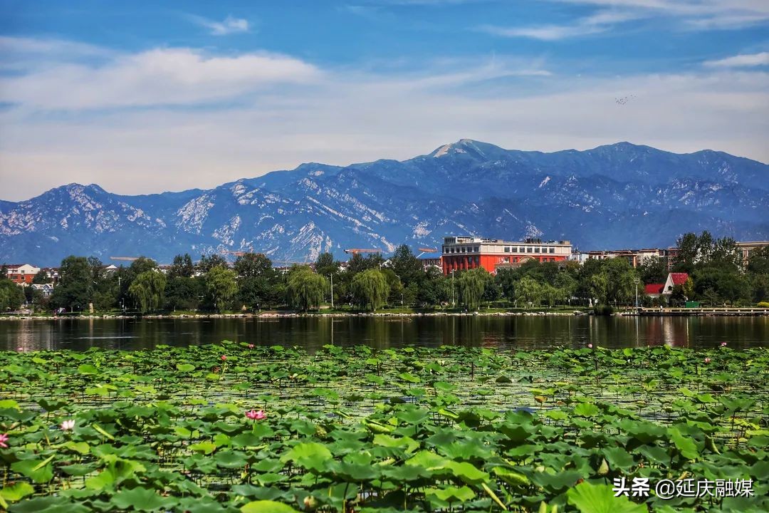 抬头看天！延庆这波蓝天白云有木有美到你！