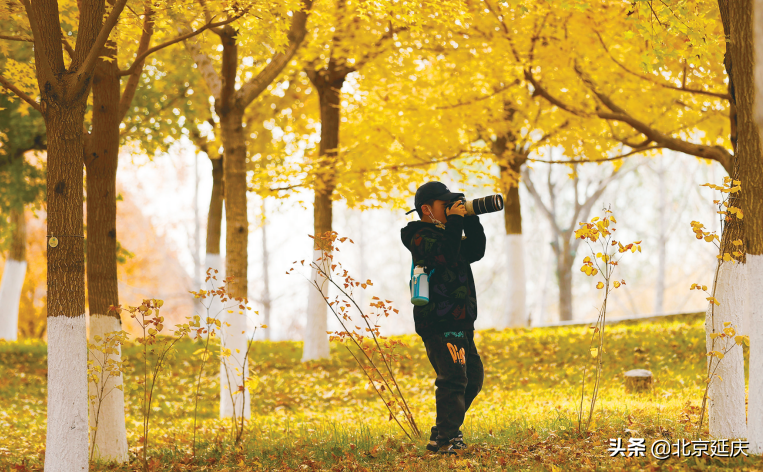 秋叶随风摇 世园秋韵美如画