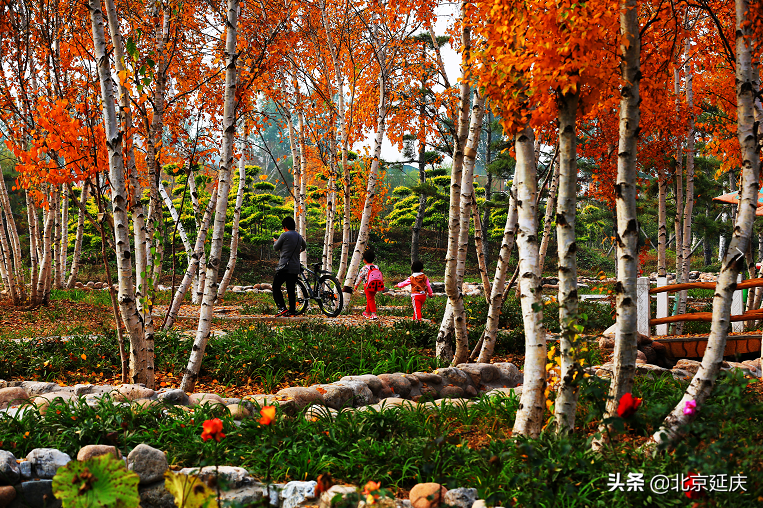 延庆高质量绿色发展见成效，金秋15万亩盛景美不胜收