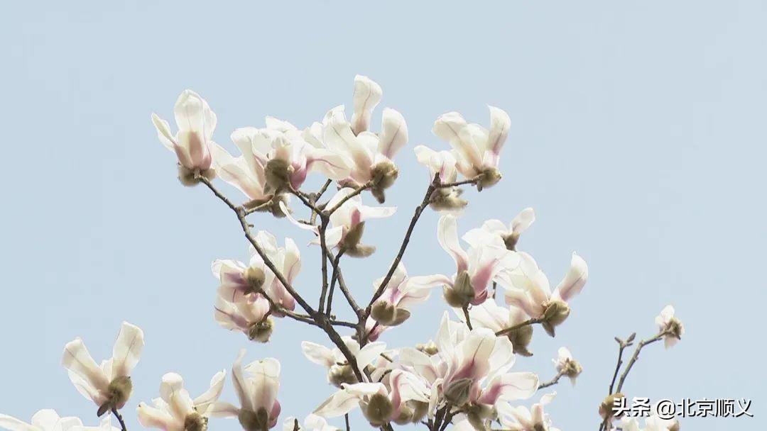 【大美顺义】顺义花博会主题公园春季赏花正当时~