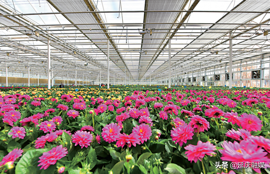 世园会两周年丨延庆区紧抓绿色发展机遇 助推园艺产业发展新动能