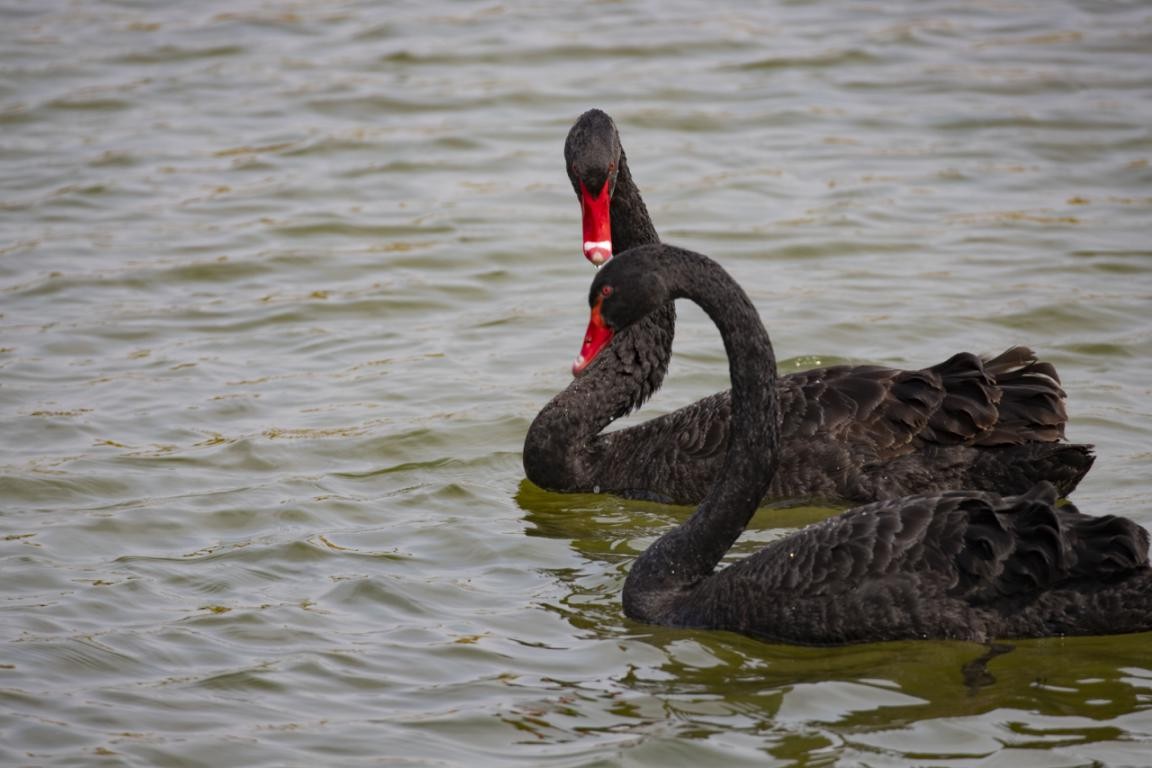 密云区太师屯镇清水河首次引来黑天鹅