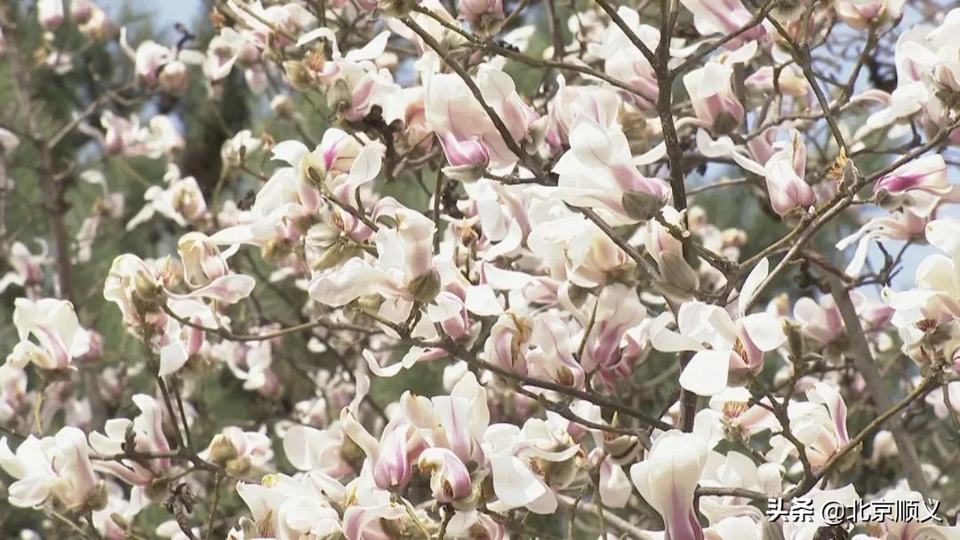 【大美顺义】顺义花博会主题公园春季赏花正当时~