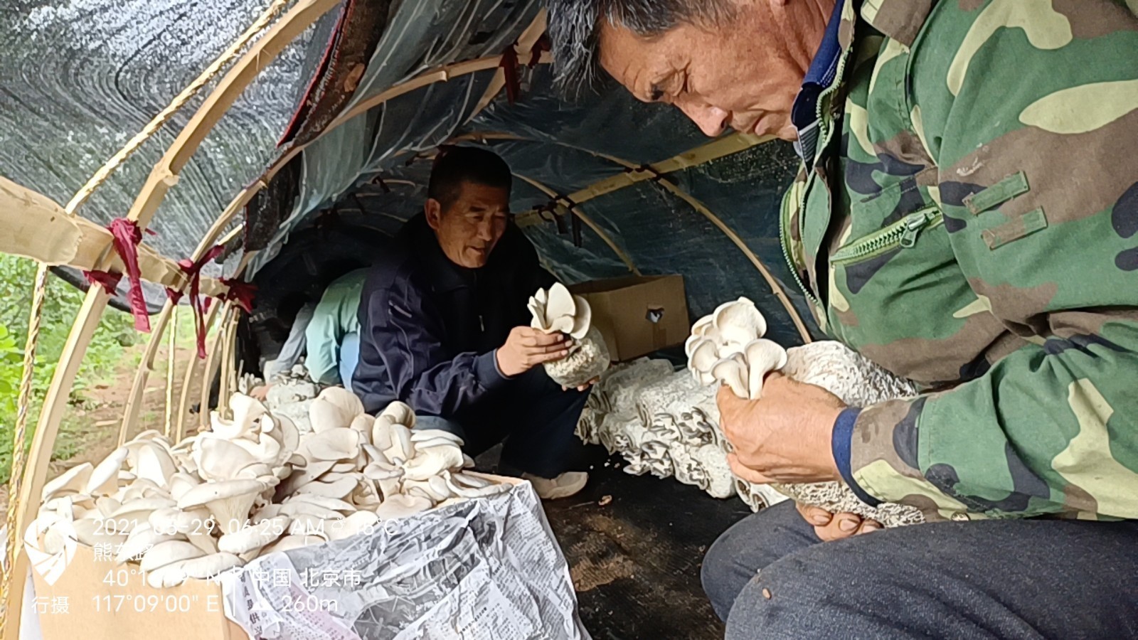 平谷区熊儿寨乡让小蘑菇铺就致富路