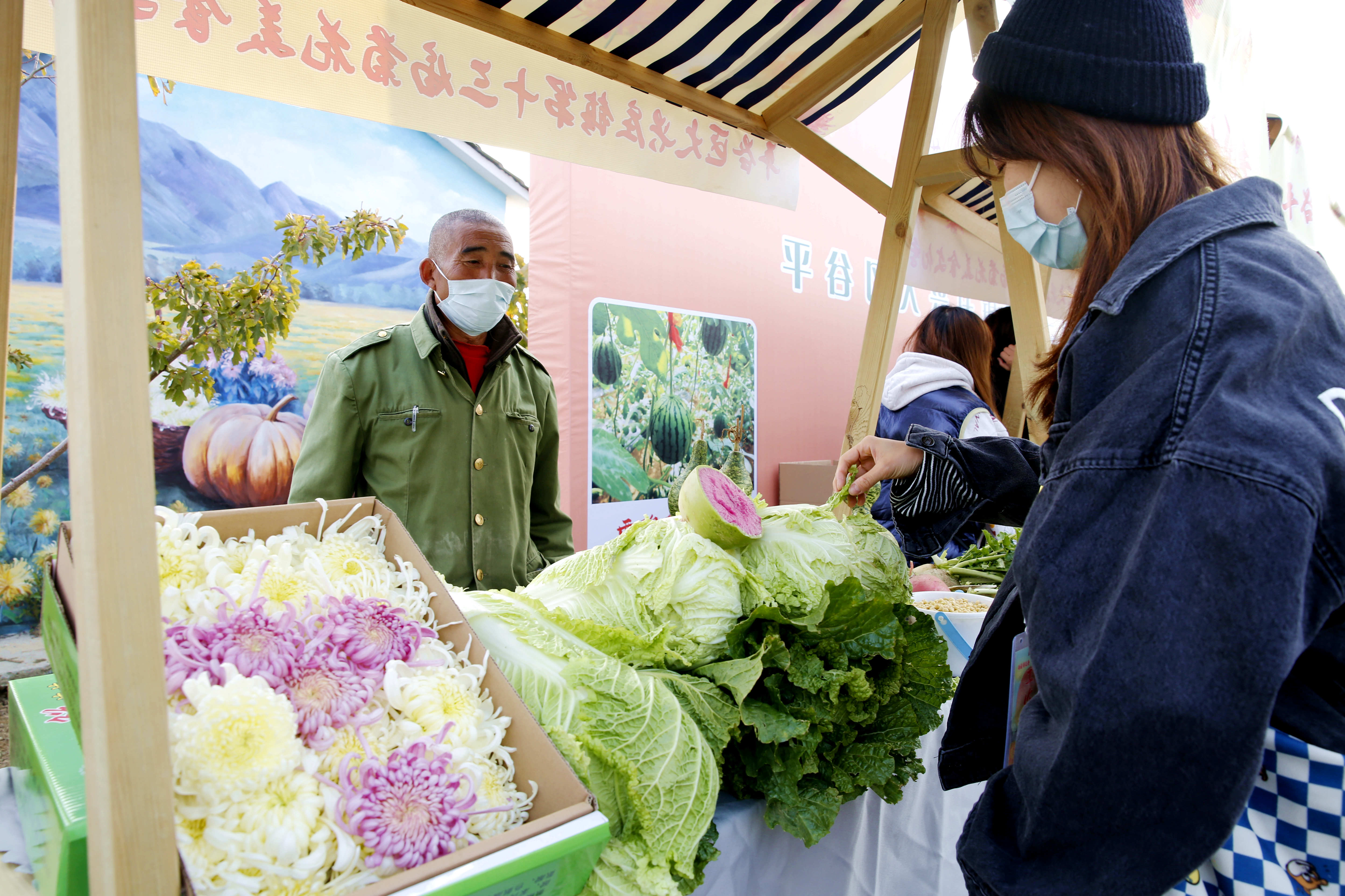 平谷区大兴庄镇迎来菊花季 300余亩食用菊花陆续上市