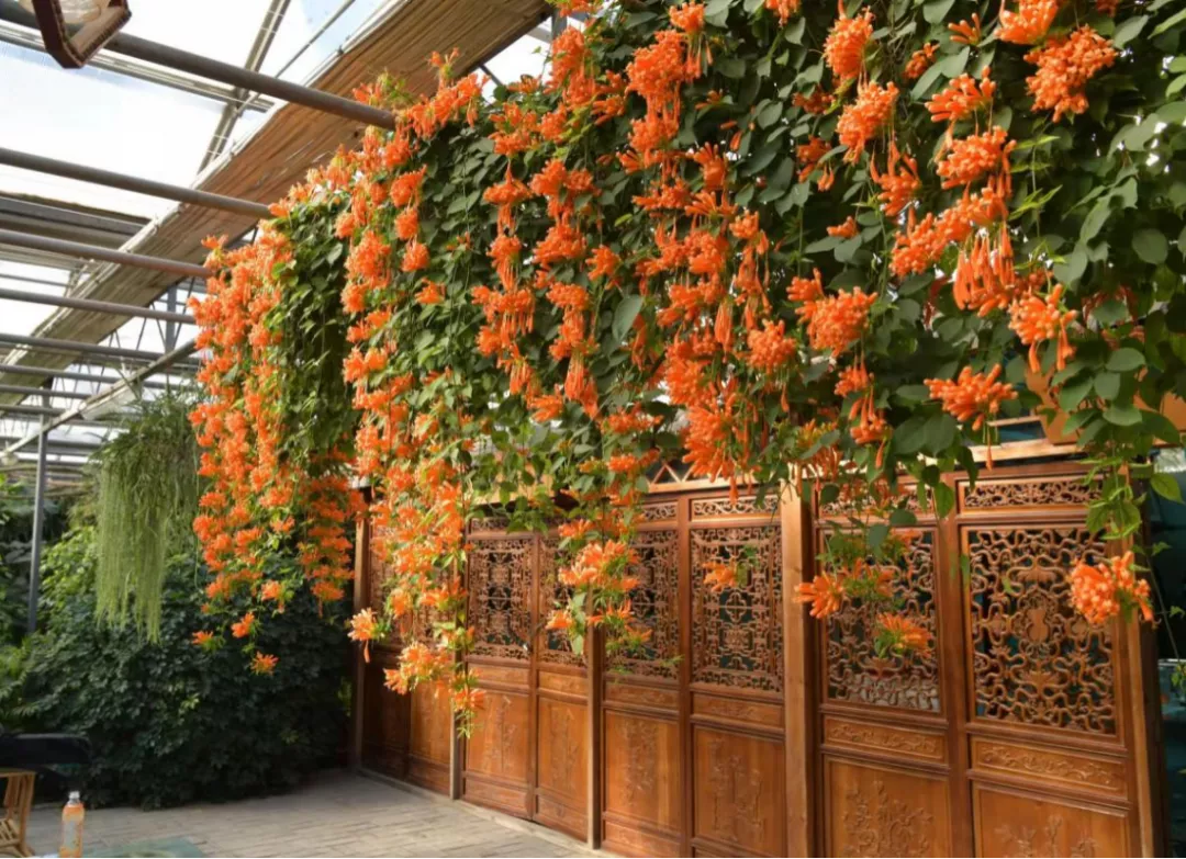 圆梦庆冬奥 正月游丰台——2022丰台正月文化旅游系列活动