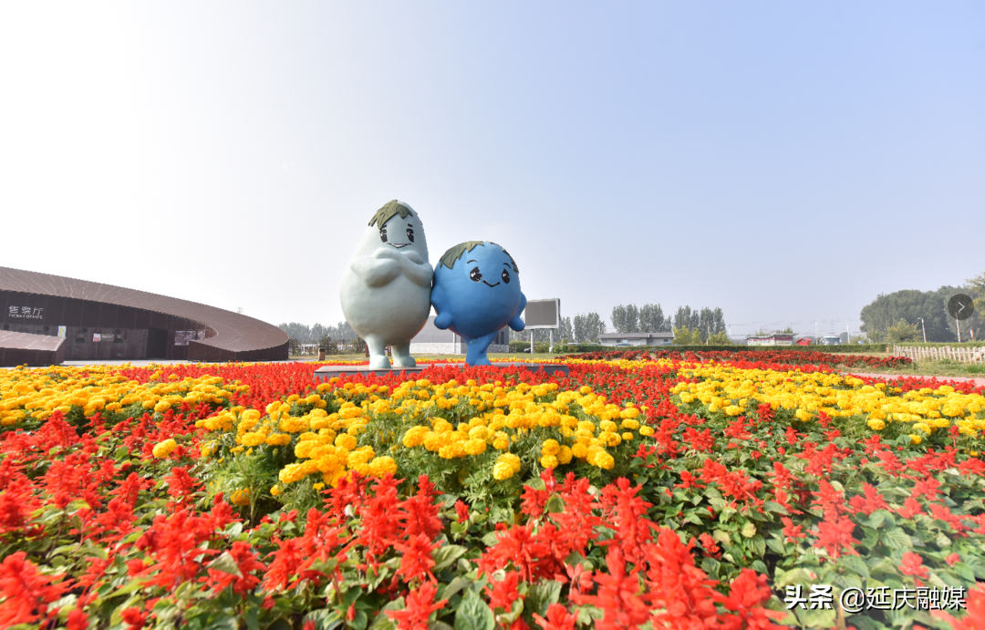 万万没想到！延庆的花海如此锦绣斑斓，简直美醉~
