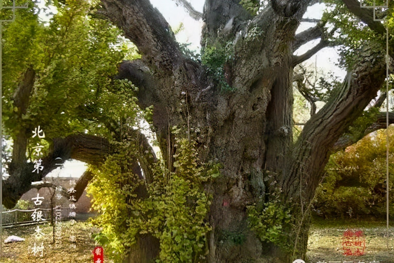 密云区巨各庄镇：千年银杏王 情牵古与今