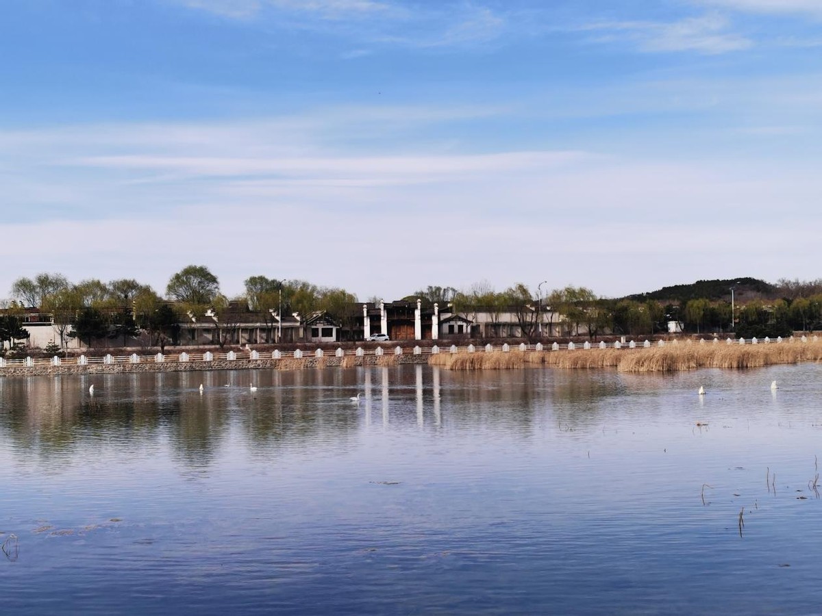 太师屯镇清水河秒变“天鹅湖”，引来众多白天鹅栖息