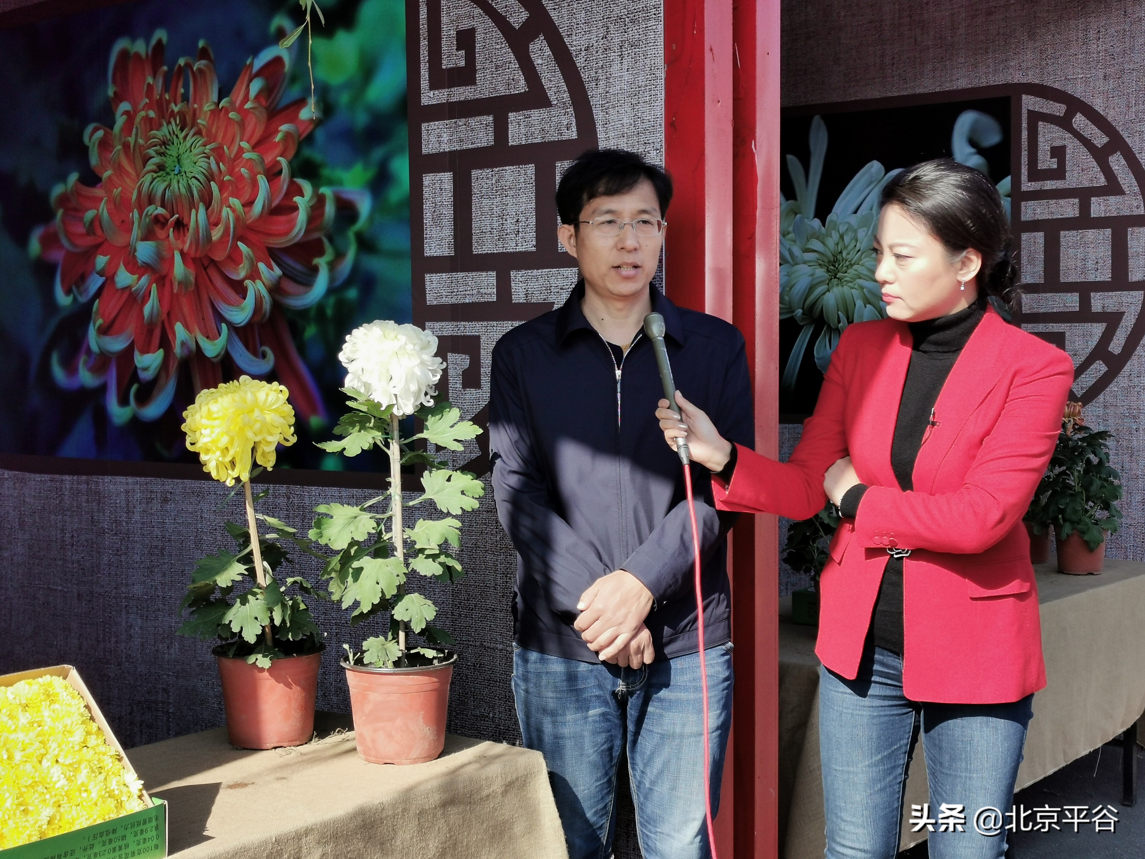 “全新一代食用菊花品种”在平谷区大兴庄镇全国首发