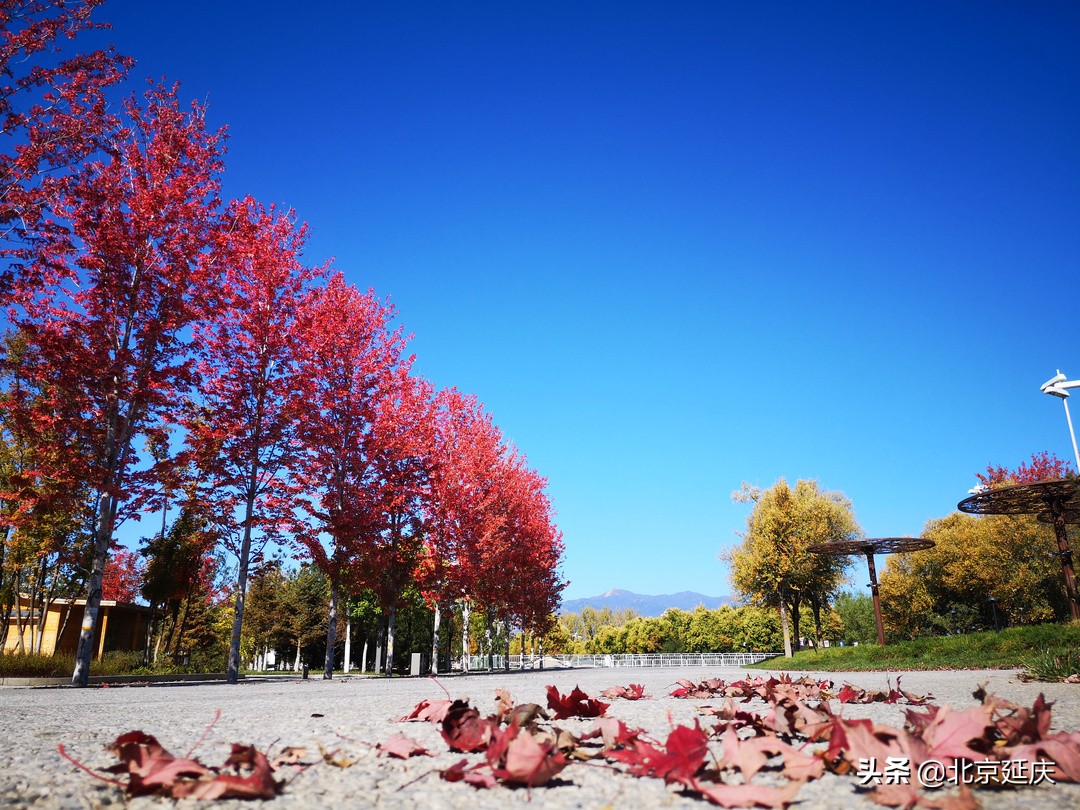 最美冬奥城延庆，朋友圈里一片蓝天