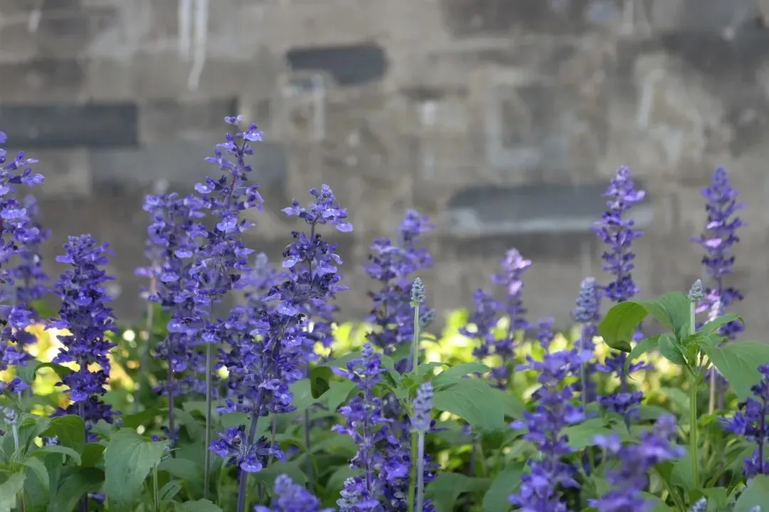 平安大街：绿荫映京韵