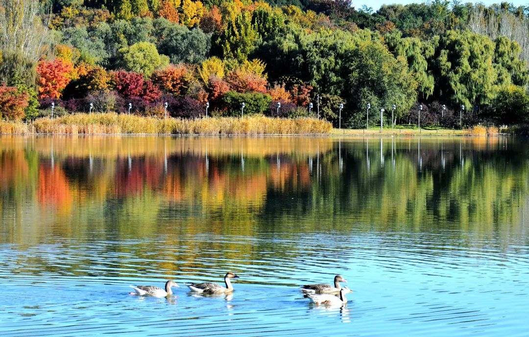 2021年度北京市优美河湖结果出炉，朝阳这三条河湖上榜！
