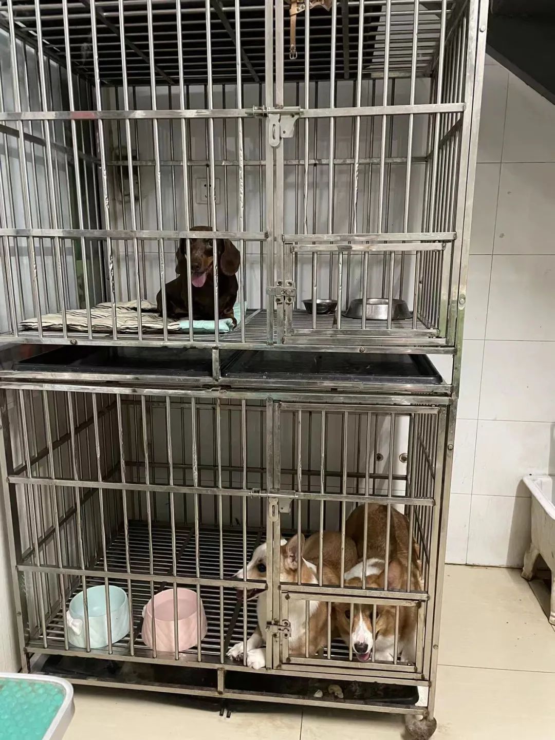 李桥镇封闭管控区妥善安置宠物寄养 让转移隔离居民安心