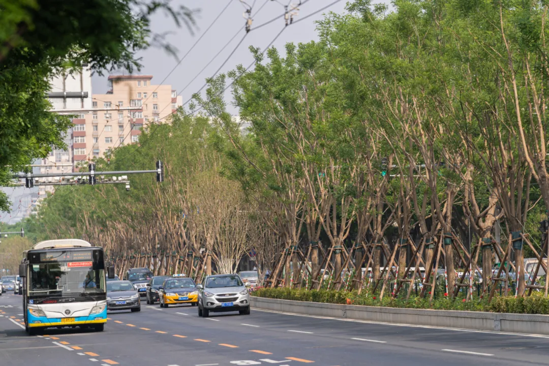 平安大街：绿荫映京韵