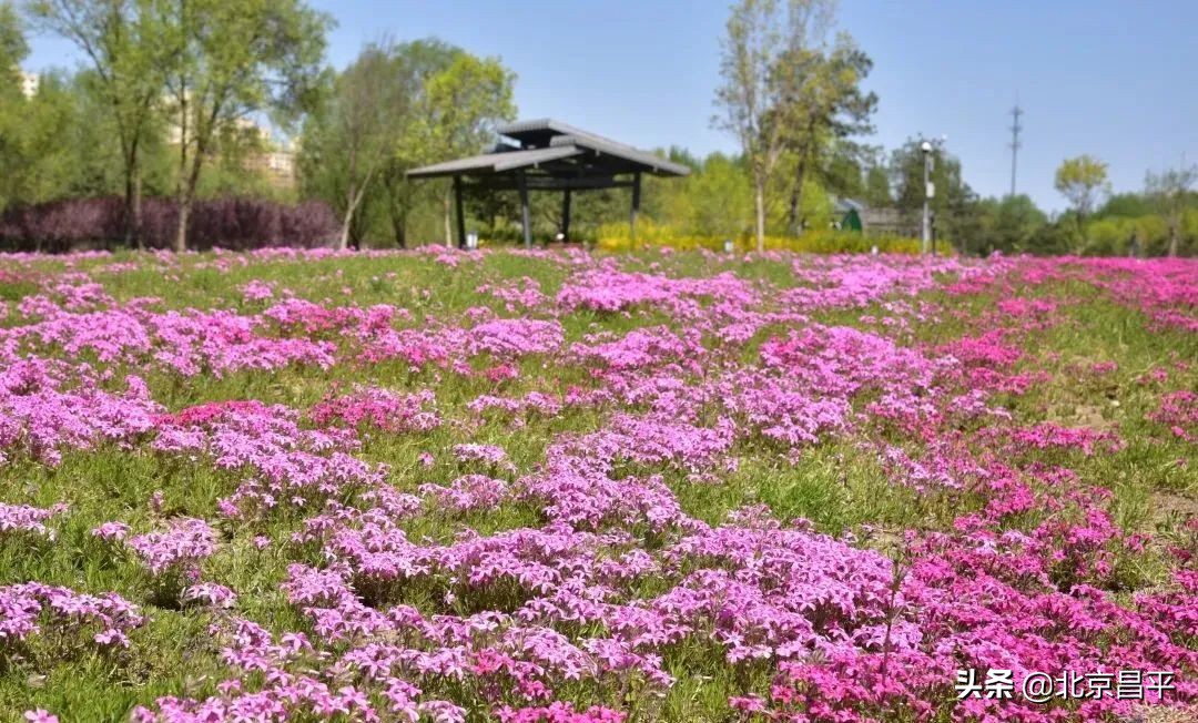 花开正艳！快来昌平这个公园邂逅“粉紫色花海”