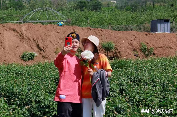 美丽乡村延庆香营乡 芍药花开出致富“新希望”