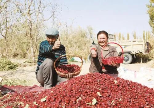 「援疆纪实」北京援疆助力受援地传统农业焕发新活力