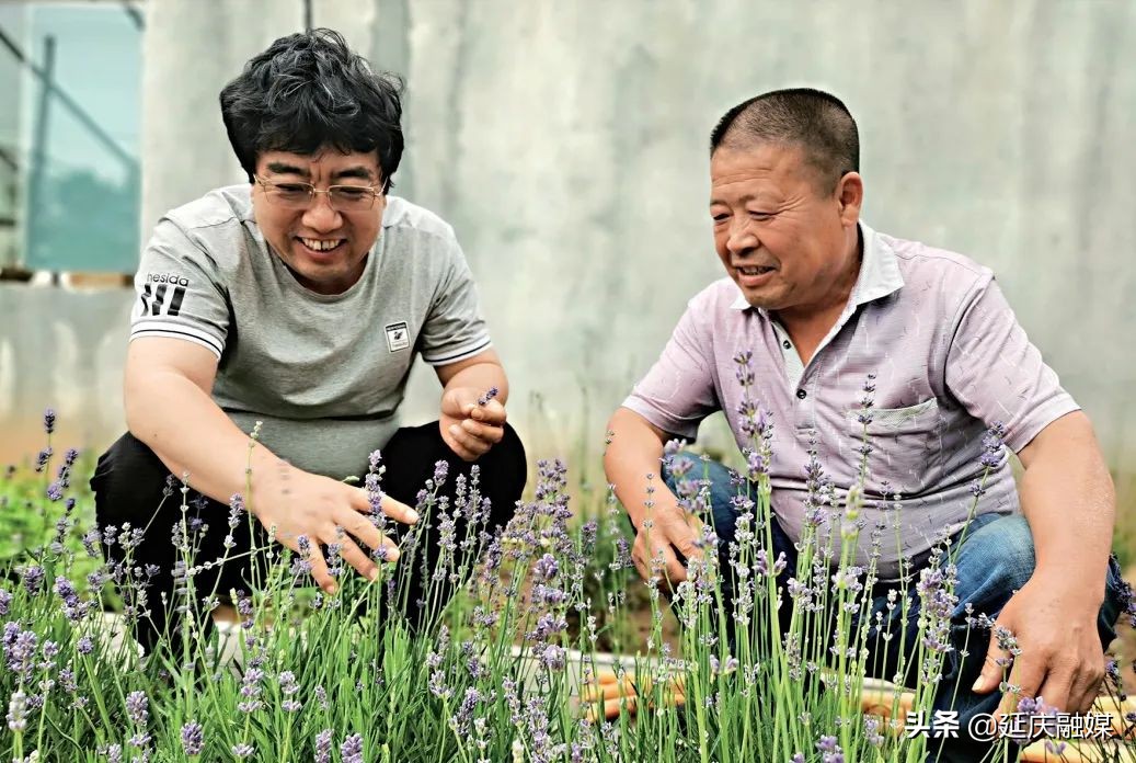 世园会两周年丨延庆区紧抓绿色发展机遇 助推园艺产业发展新动能