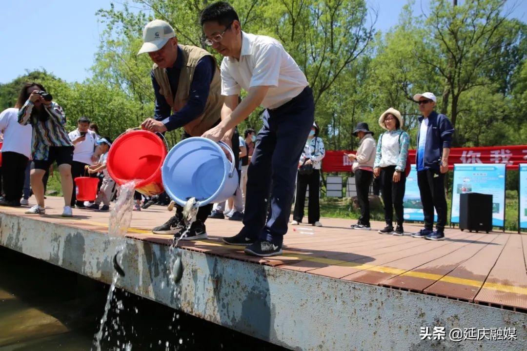 保护生态环境在行动！延庆忘忧湖人工放流4万尾鱼苗