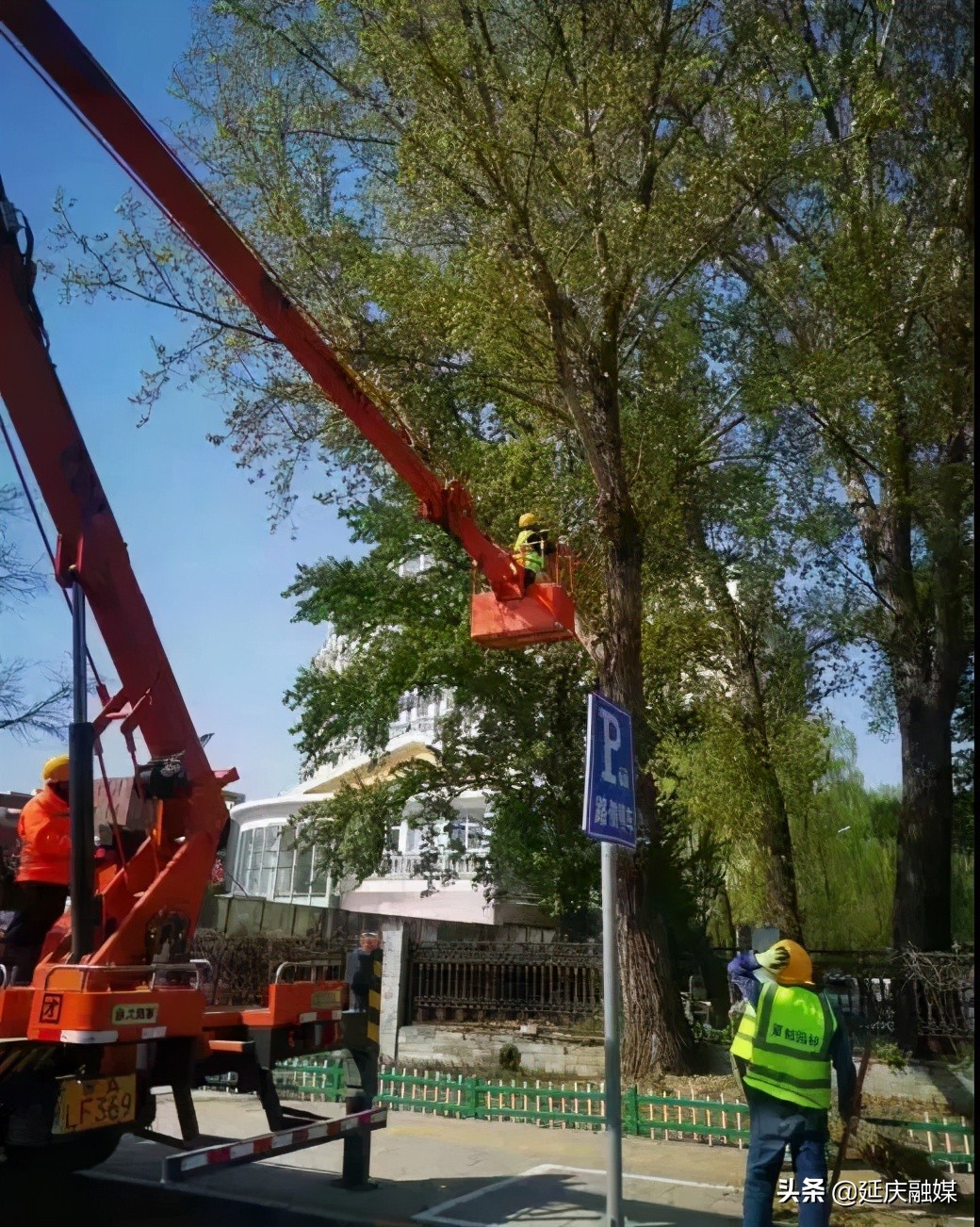 延庆区园林绿化局多措并举积极开展飞絮治理工作