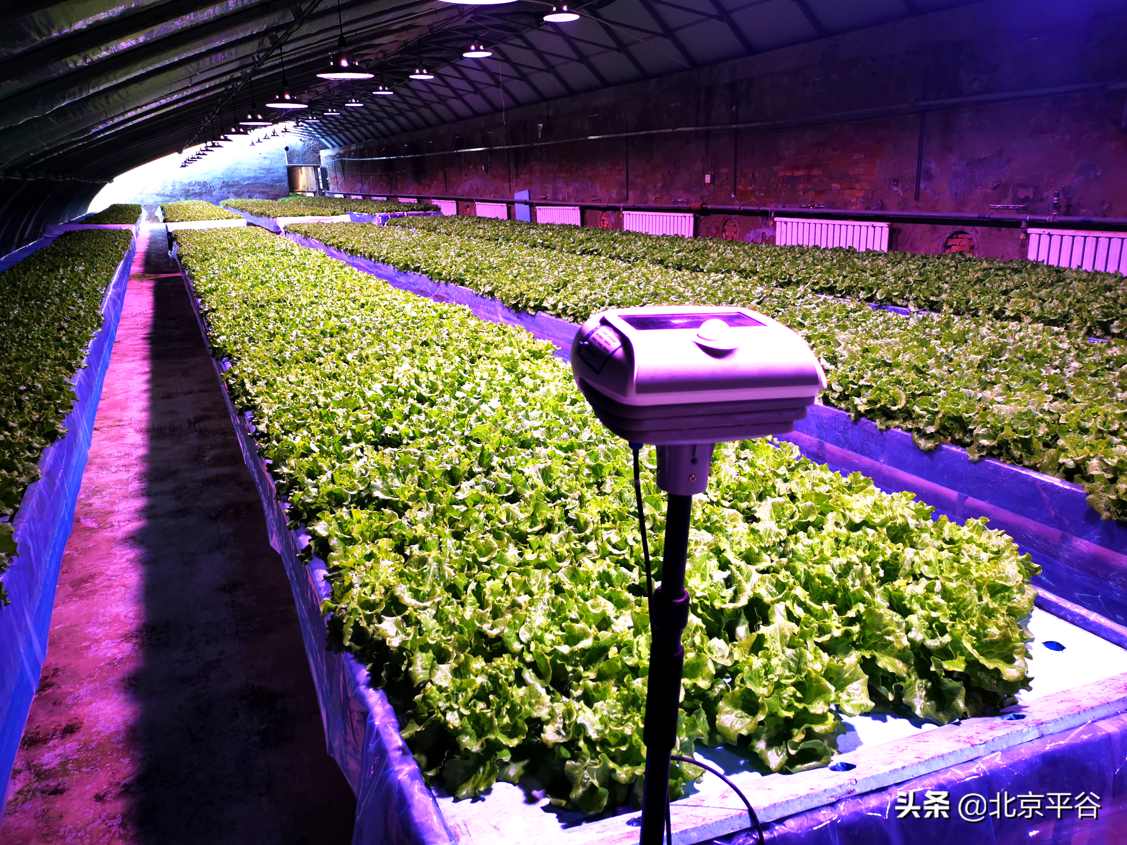 北京市平谷区探索可复制可推广智能种植模式