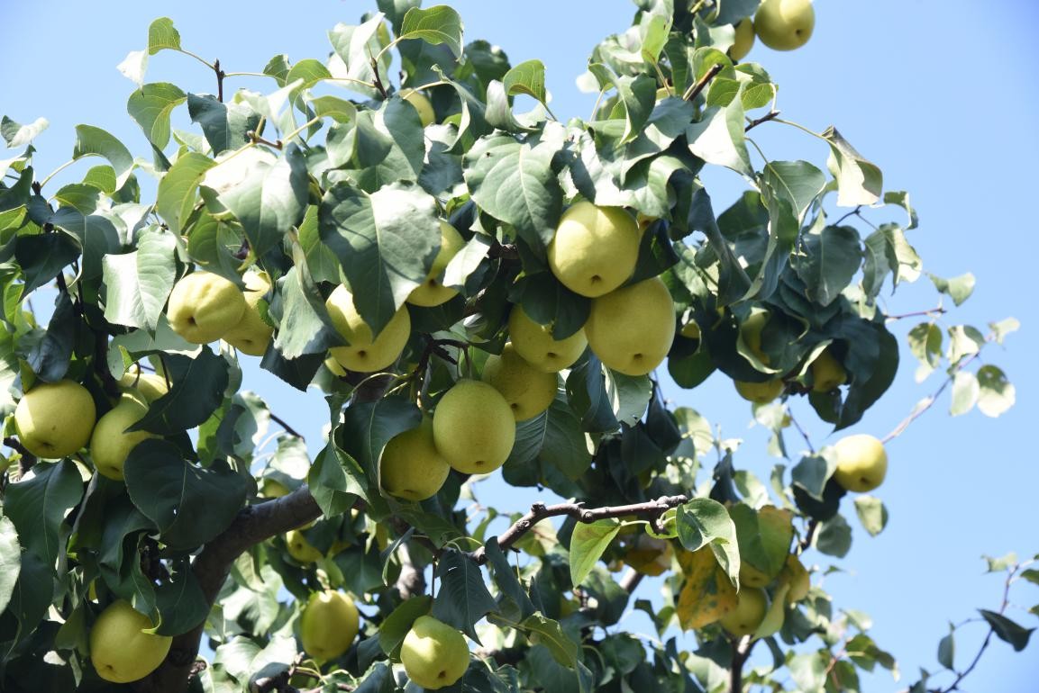 千年古镇不老屯 万亩贡梨喜丰收