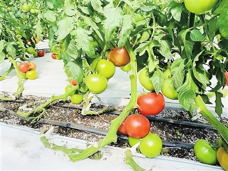 上庄蔬艺园以点带面推动村庄产业发展新亮点