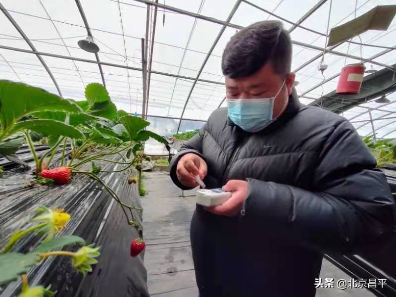 昌平区引进试种86个草莓品种！@昌平人，你心动了“莓”？