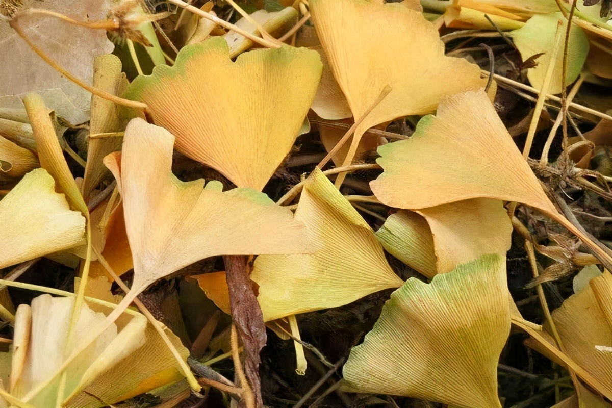 密云区巨各庄镇：千年银杏王 情牵古与今