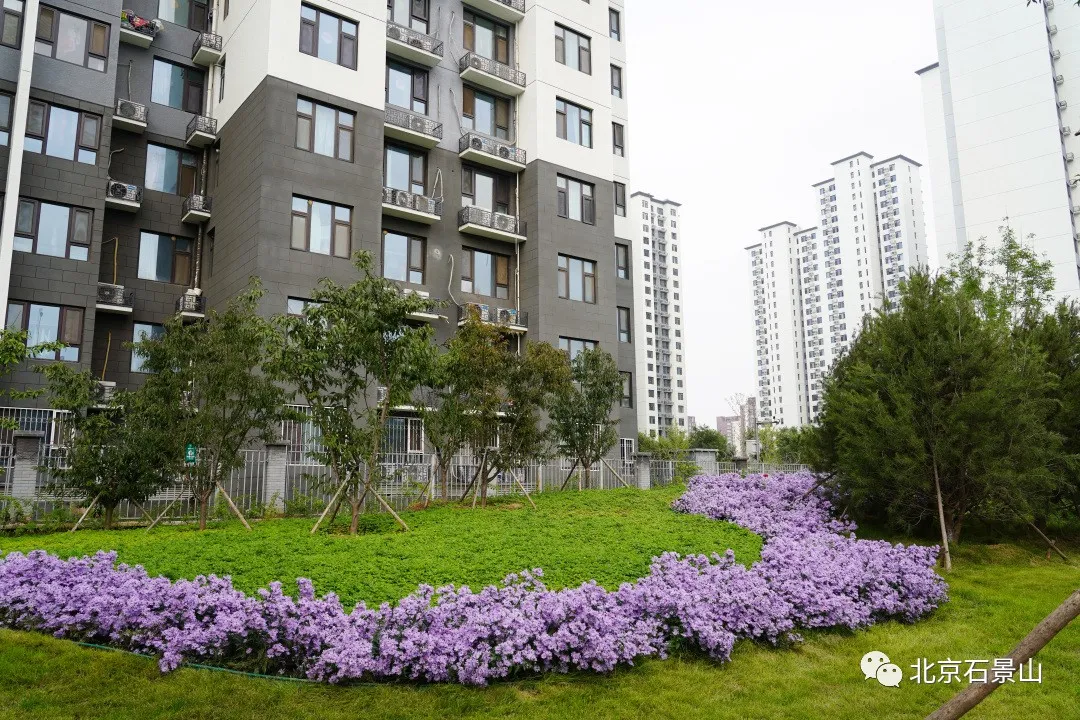 开窗见景、出门见绿！阜石路沿线绿化景观精美亮相！