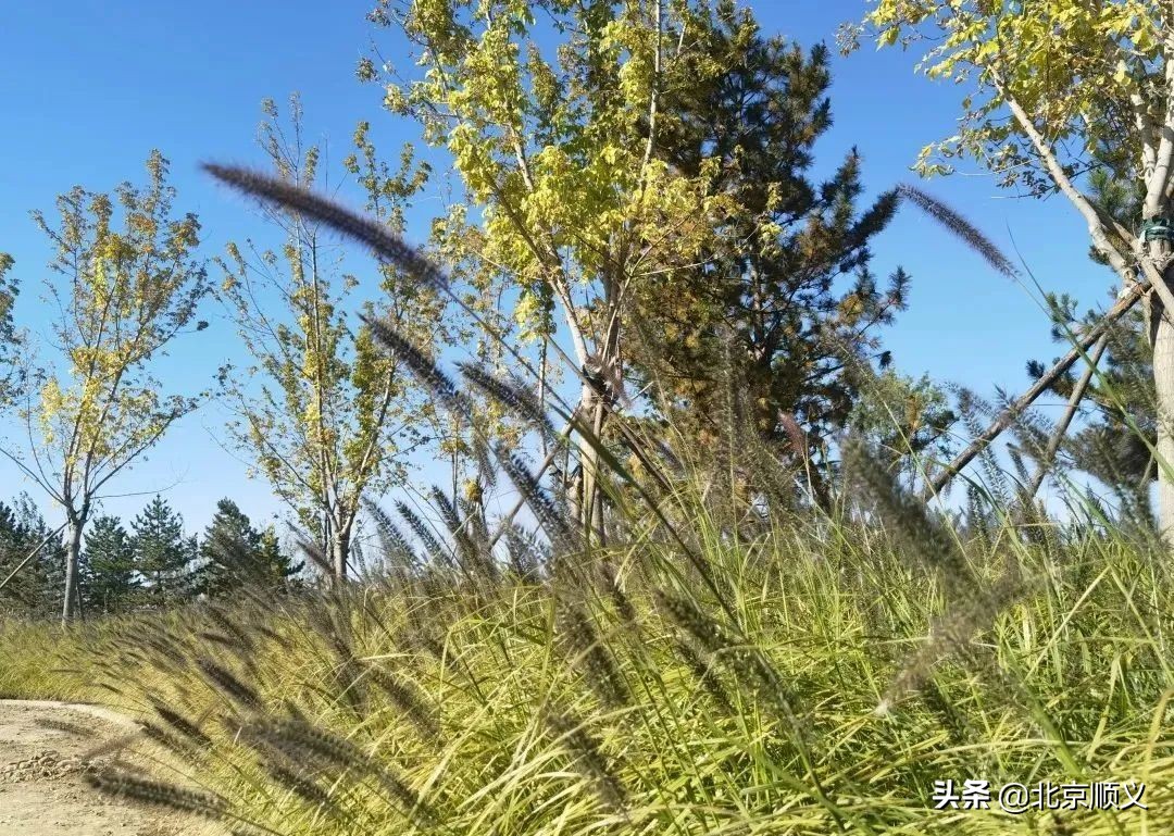 五月迎客！温榆河公园顺义一期即将开园~