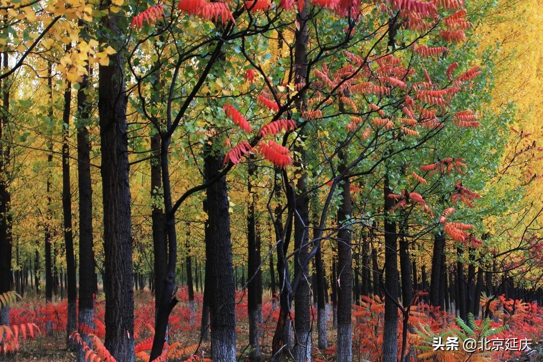延庆高质量绿色发展见成效，金秋15万亩盛景美不胜收