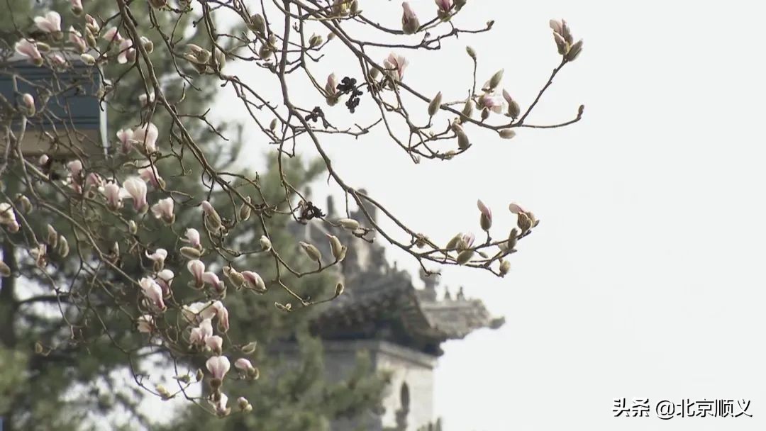 【大美顺义】顺义花博会主题公园春季赏花正当时~