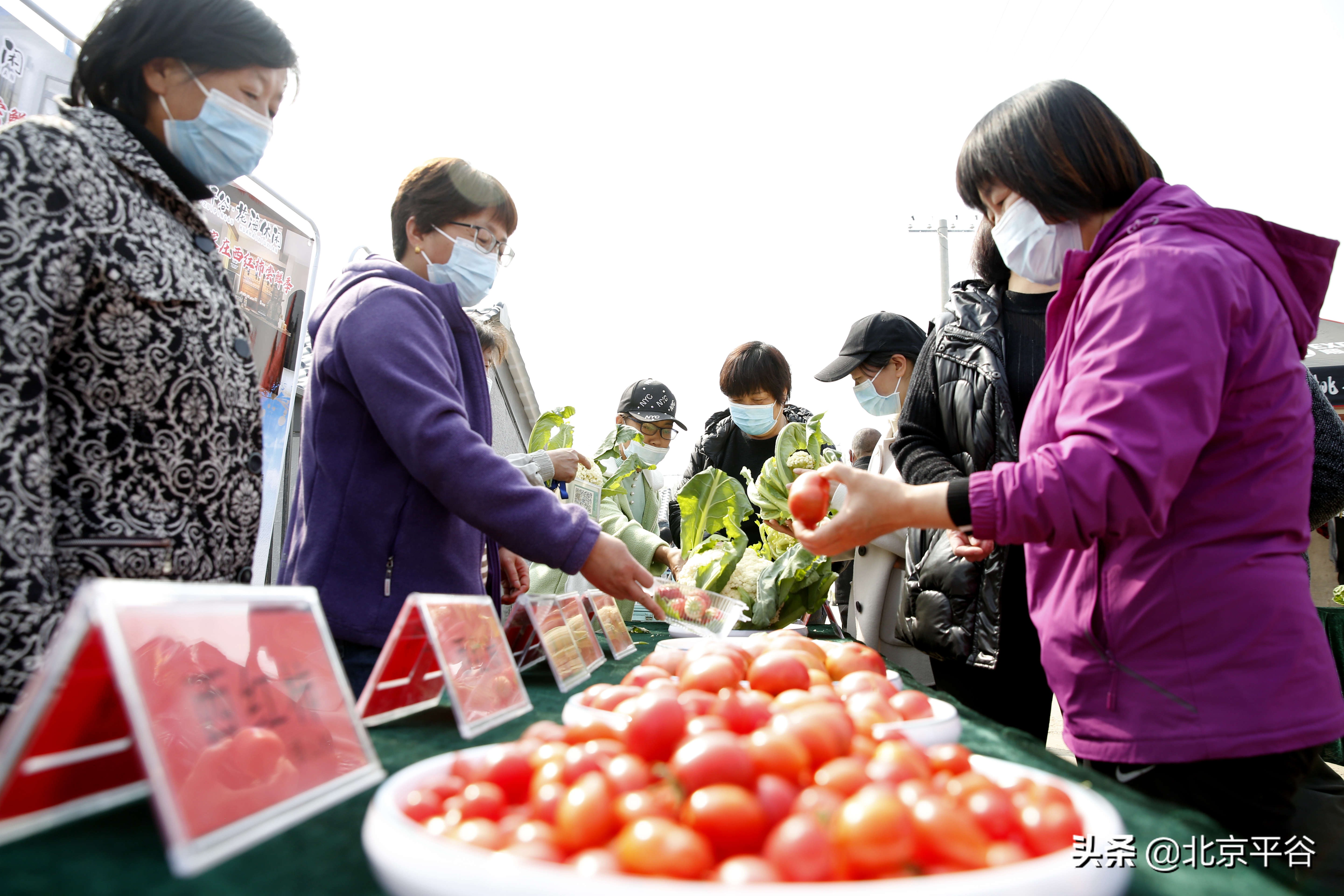 平谷东高村镇“互联网+蔬菜”启动仪式暨崔家庄第一届西红柿尝鲜季开幕