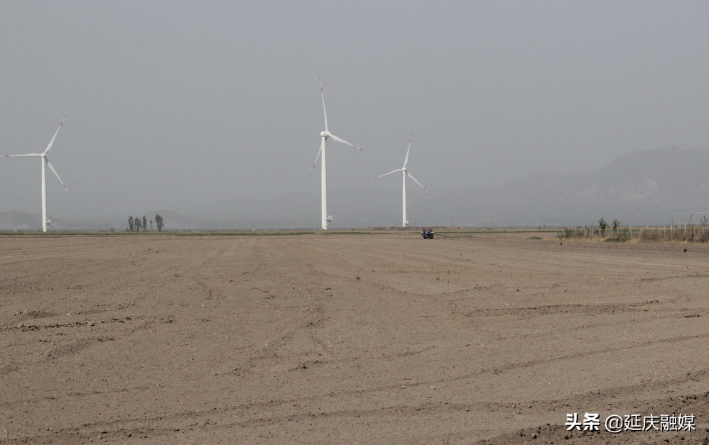 人勤春来早丨科技种植提效增产，延庆大田玉米保障北京“粮袋子”