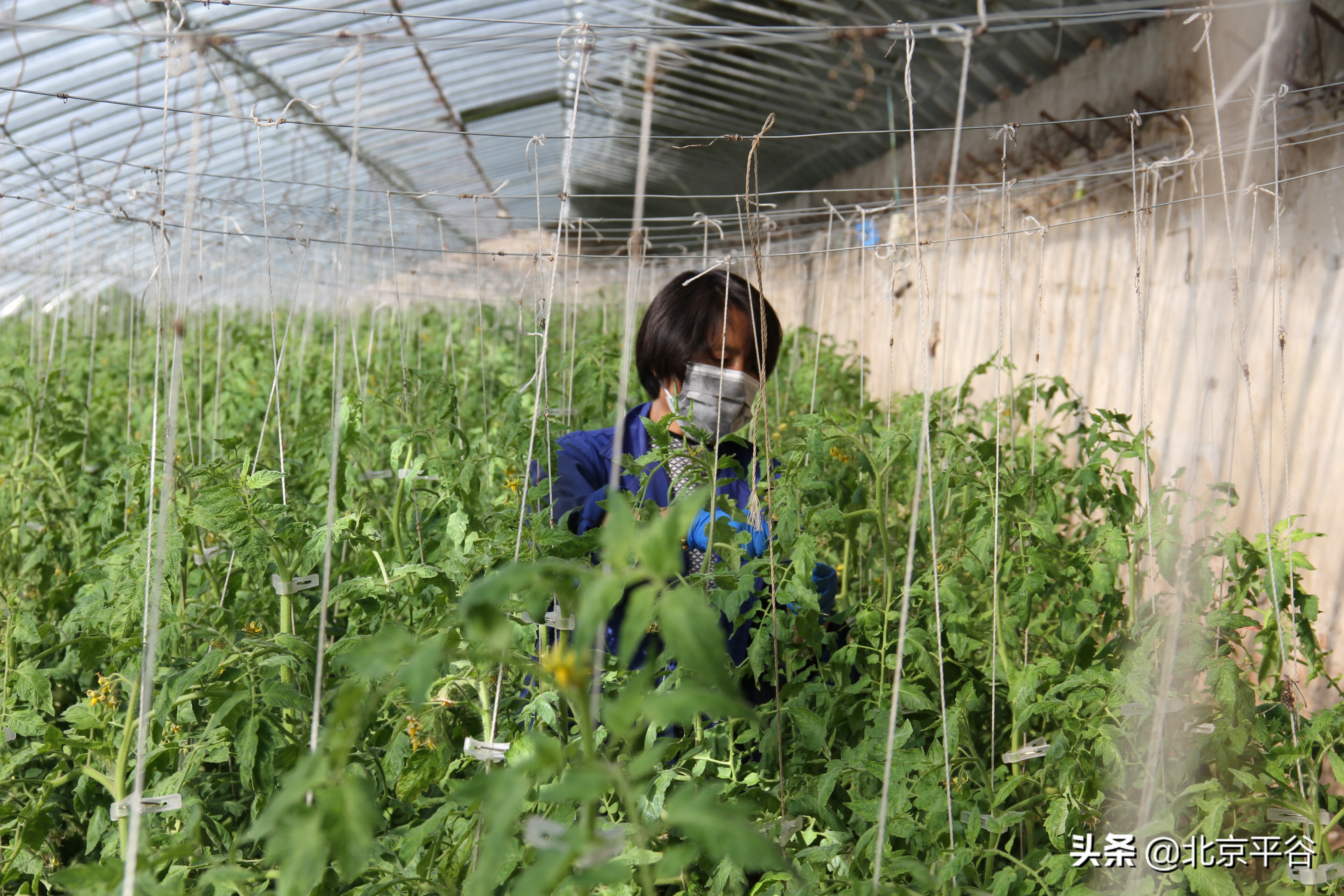 平谷东高村镇：发展现代农业 培育高品质“西红柿”惠民增收