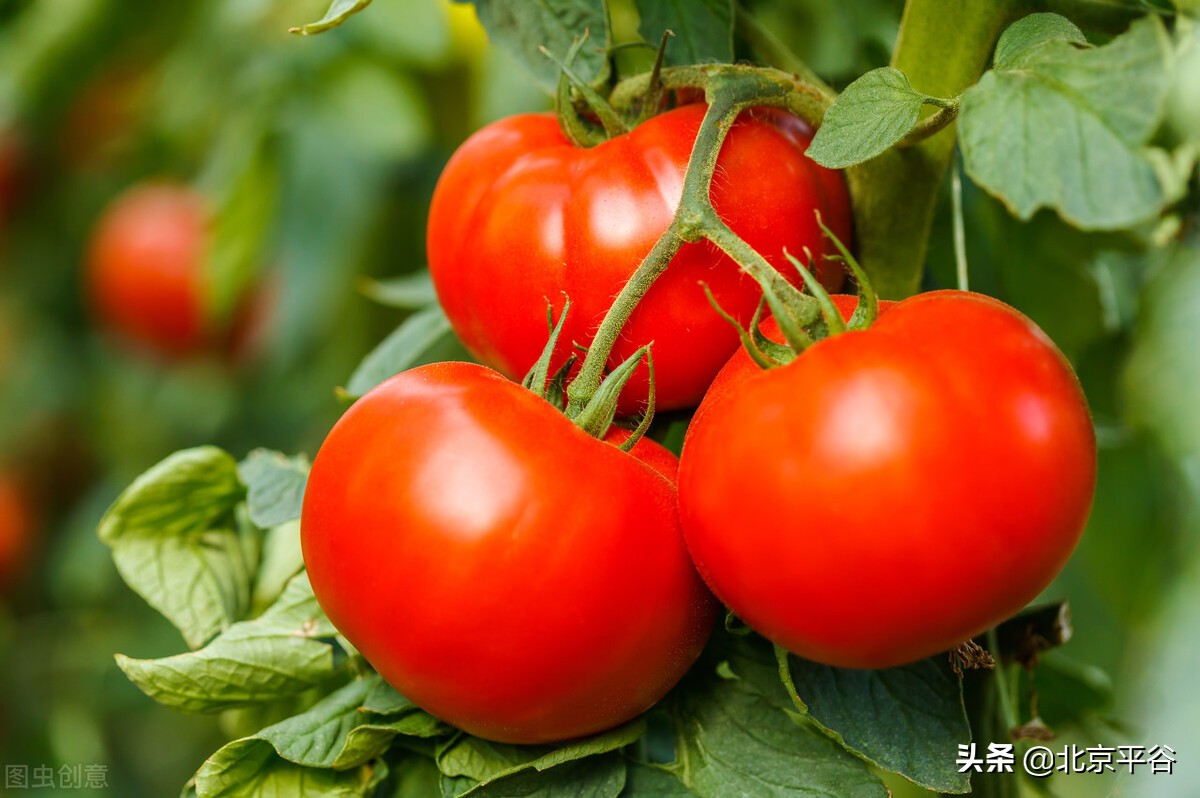 平谷山东庄镇西红柿迎来成熟季