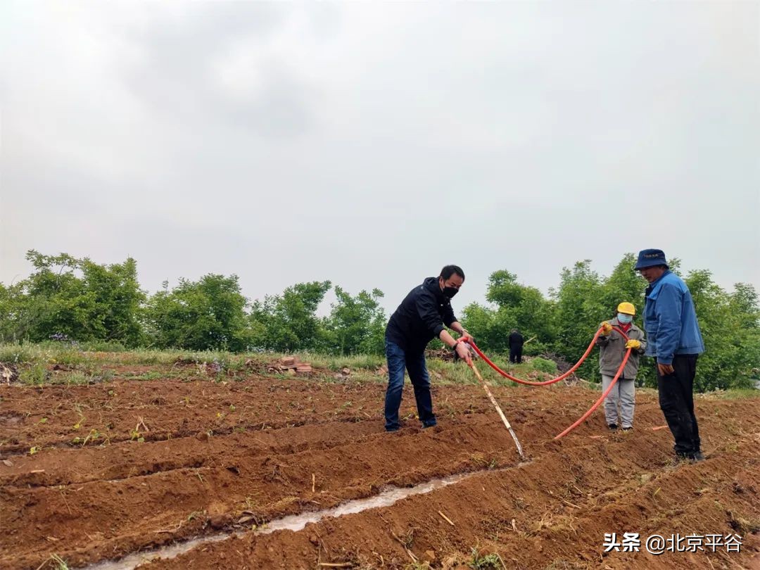 平谷区金海湖镇党建引领聚合力 复耕复种添动力