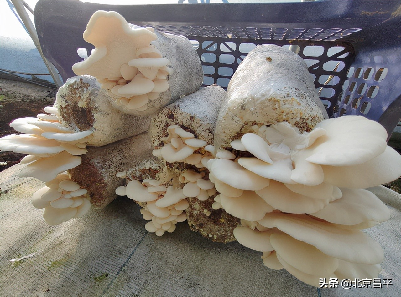 番茄套种小白玉菇！今年，市民来昌平采摘有了新选择