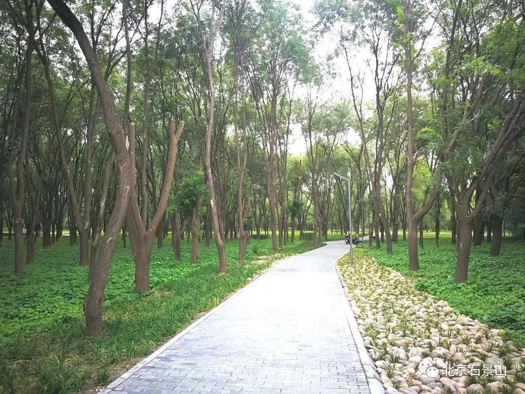 老山城市休闲公园南区：绿荫漫地 返璞归真