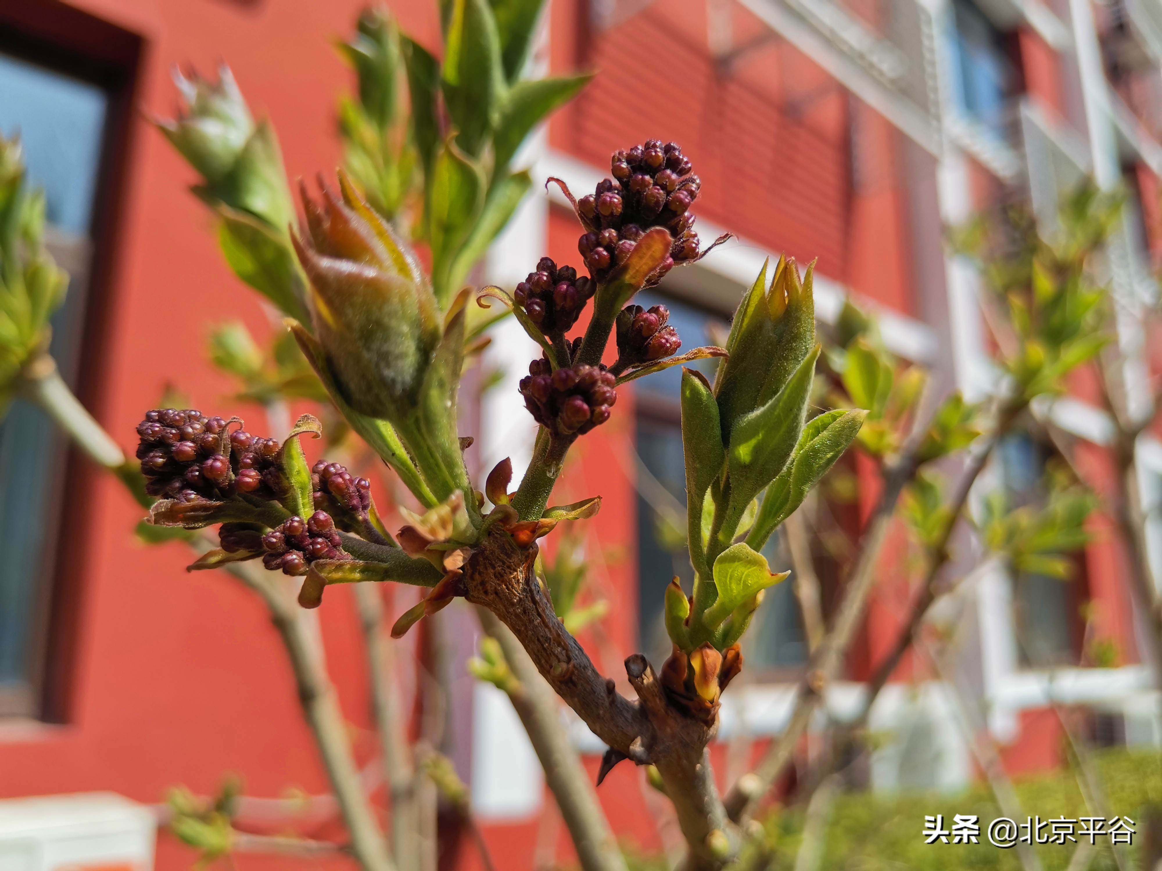 口罩遮住你的脸，却遮不住寻找平谷春天的眼