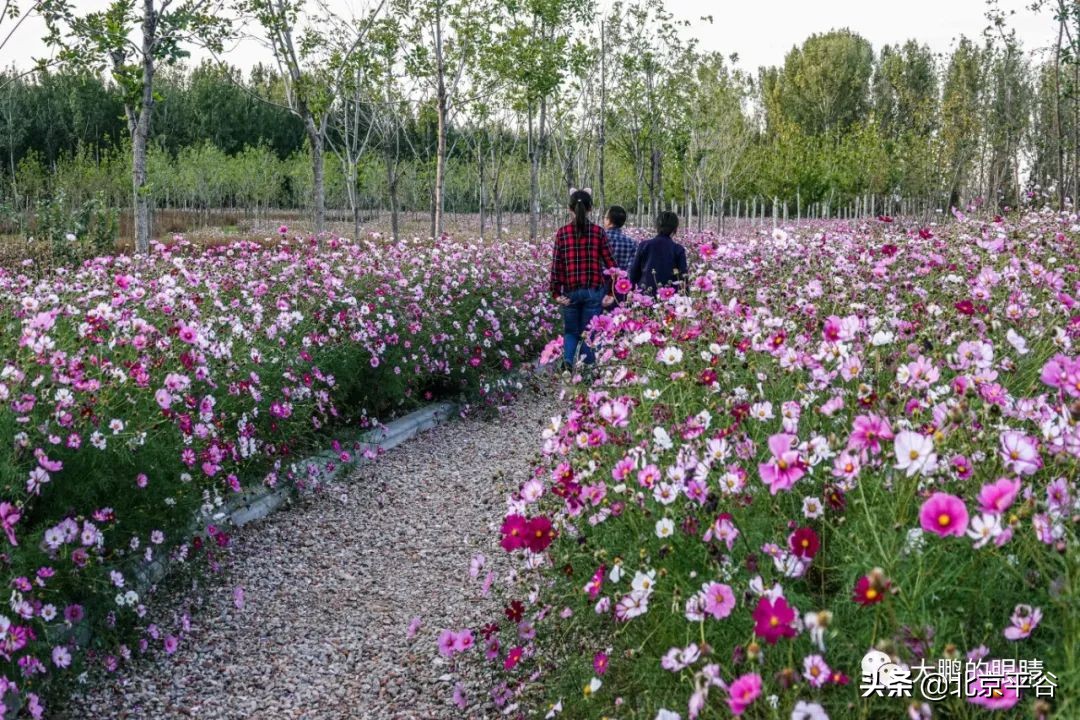 打造农村综合体！这个秋天，遇见平谷“大美周庄”