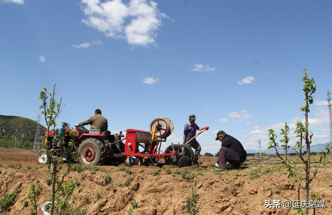 我为群众办实事丨延庆永宁镇发掘蔬菜种植新模式 村民家门口增收笑开颜