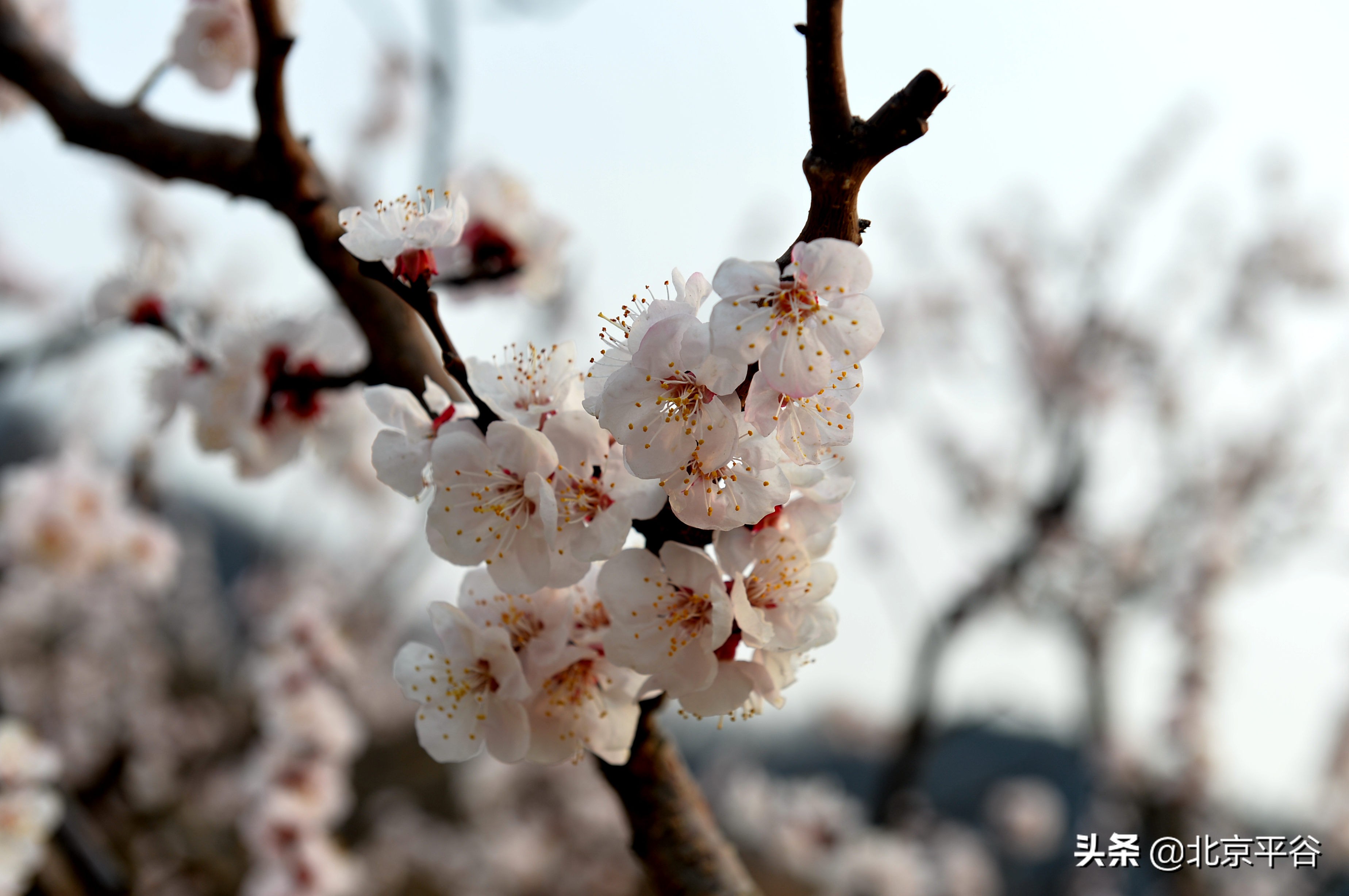 北京平谷 万亩杏花次第开放